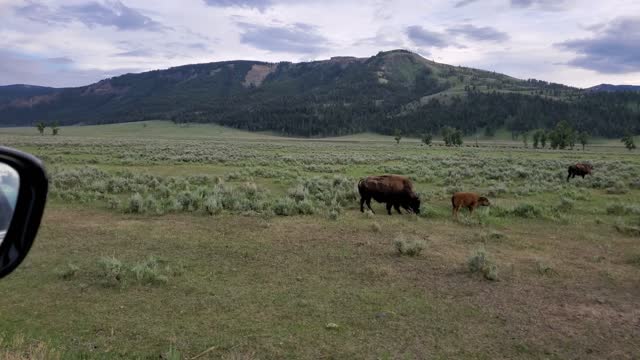 Bison in Lamar Valley in the morning