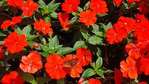 Butterfly's Flower Stage.