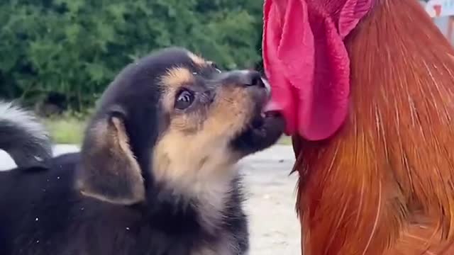 Pet dog and rooster