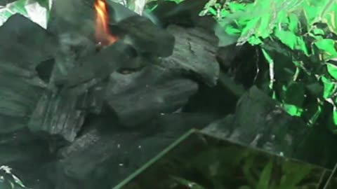 Roasting Fish In The Rain