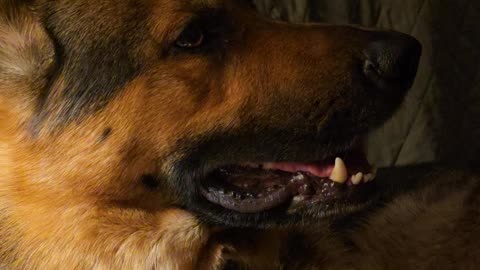 Relaxing german shepherd.