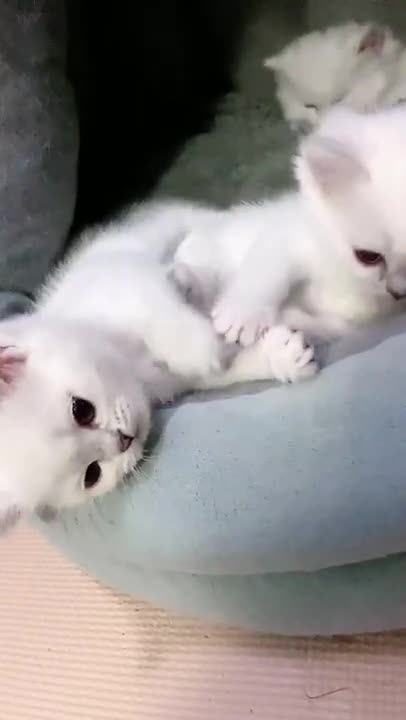 Aww Cute Cats Videos 🐱 #catmeow Funny Cats Videos 😹 Cute Baby Cats Videos ❤️ Kitten #shorts Vol100