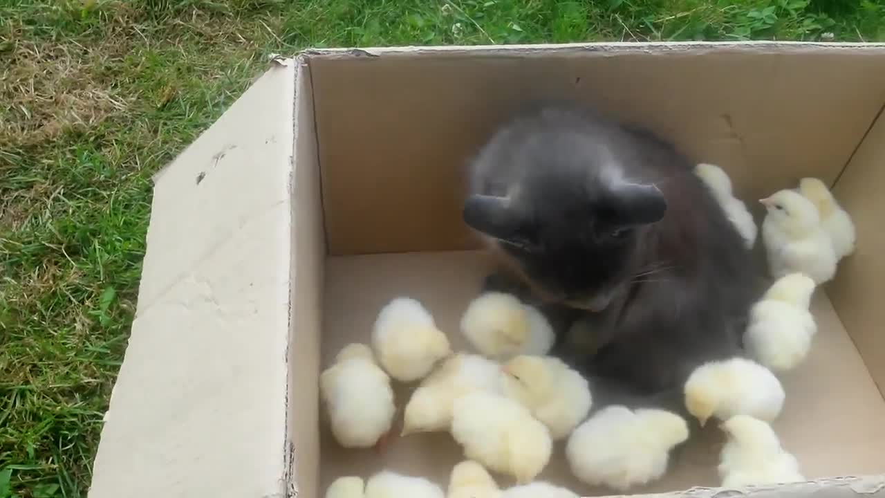 Catswith chicks