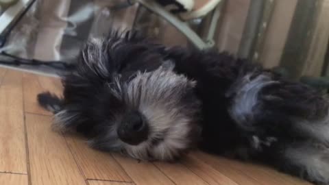 Baby Schnauzer in a deep sleep