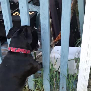 Pit Bull uses critical thinking to solve stick problem