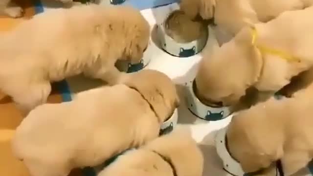 The puppy canteen