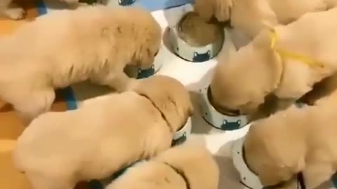 The puppy canteen