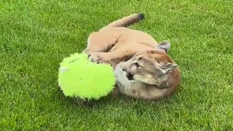 Even big cats love to play