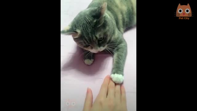 Gatos engraçados dançando