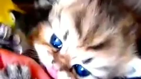 Funny animal videos 🤣🤣🤣