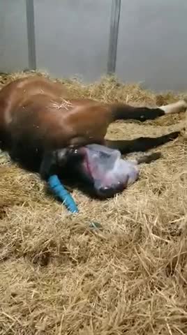 Horse giving birth