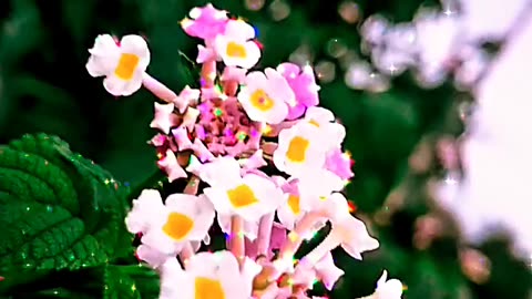 Natural Video Flower 🌹🌼🌹