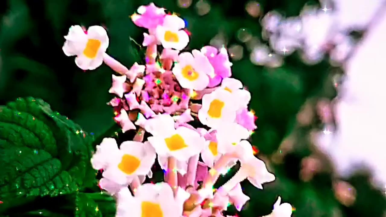 Natural Video Flower 🌹🌼🌹