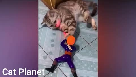 Fantastic Cats Video