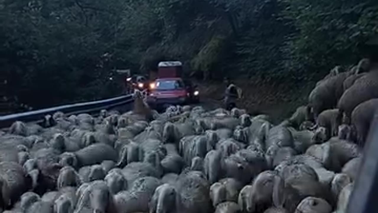 Oh my God, you won't believe so many sheep, they don't end.