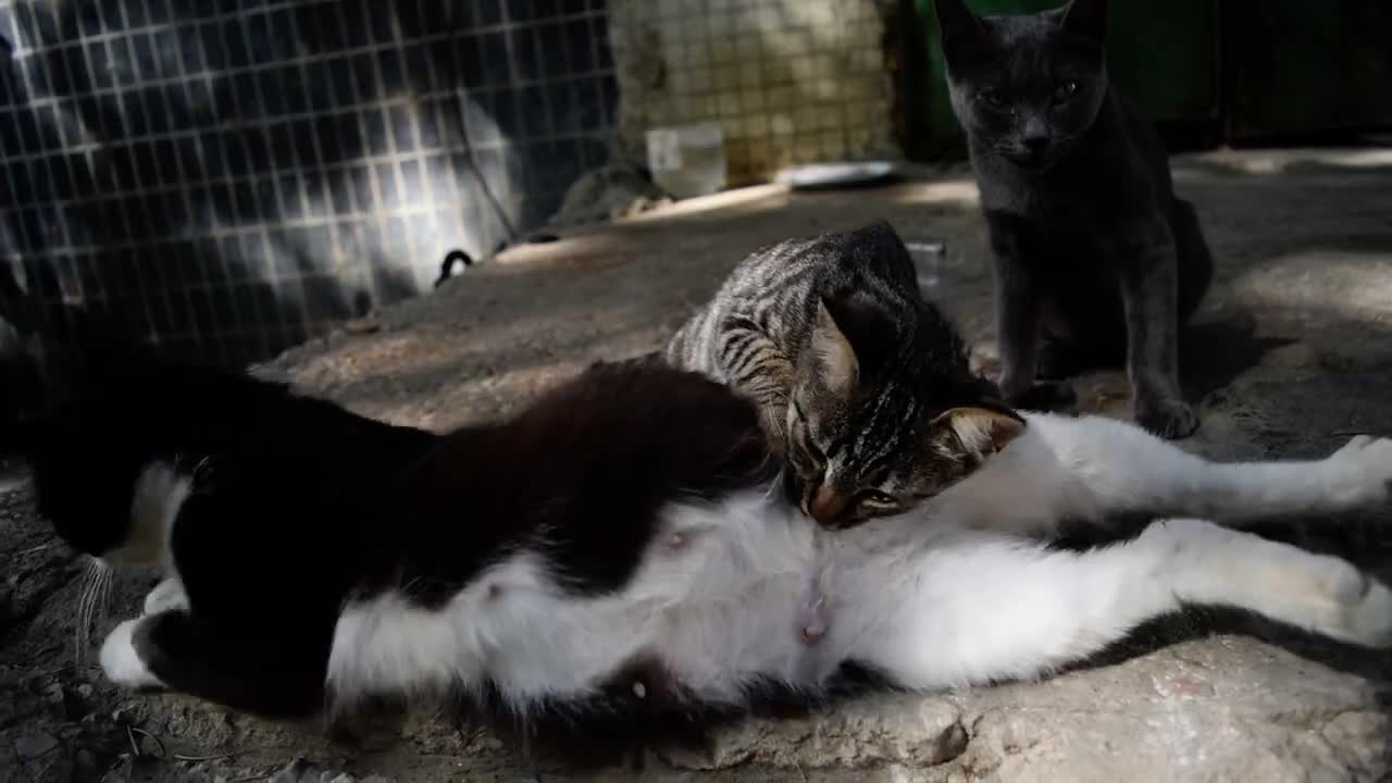 Grown Kitten Feeding On Pregnant Mama Cat's Milk