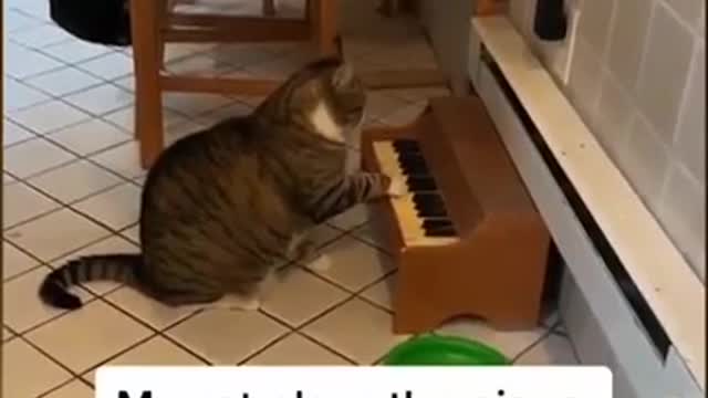 cat play piano looks so cute #cats #catlover #Cutecats