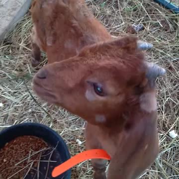 What Will This Goat Eat - Pine Needles