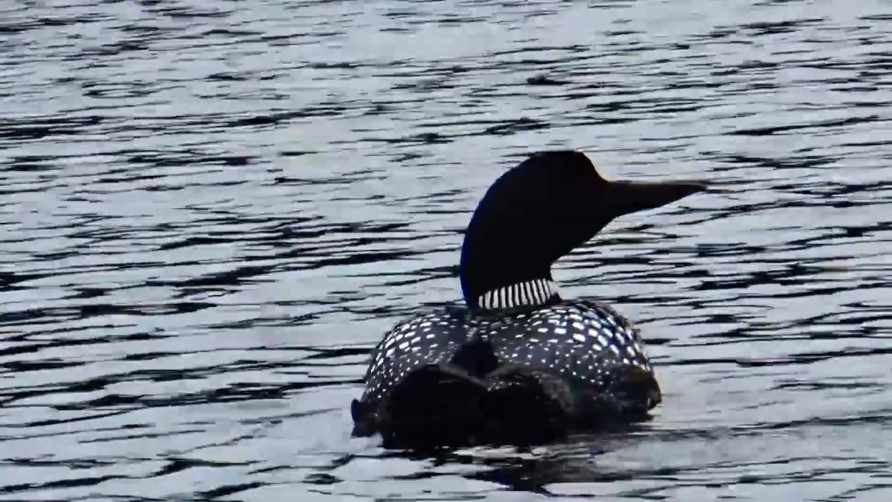 Loon