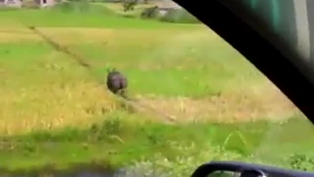 Kaziranga Assam,Indian #Rhino on road