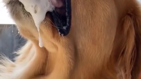 dog and brush