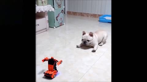 Cute and Funny Dog vs. Transformers