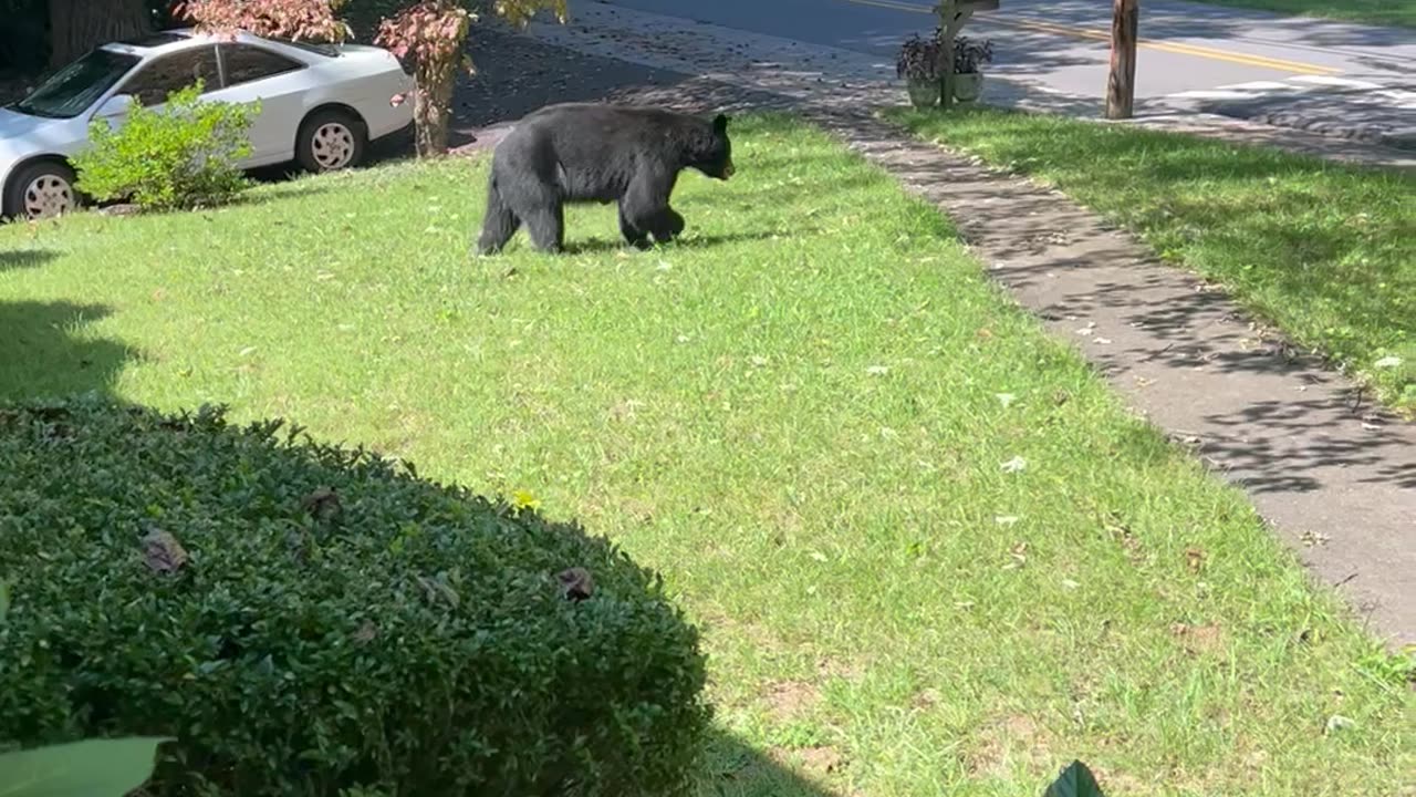 Black Bear Charges at Woman in Her Front Yard