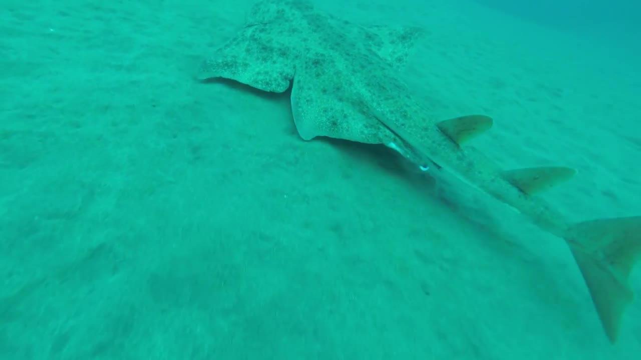 Angel Shark Hiding in the Sand