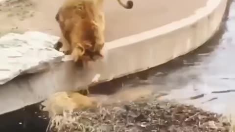 Two Lion animal Funny Video Smile Bath