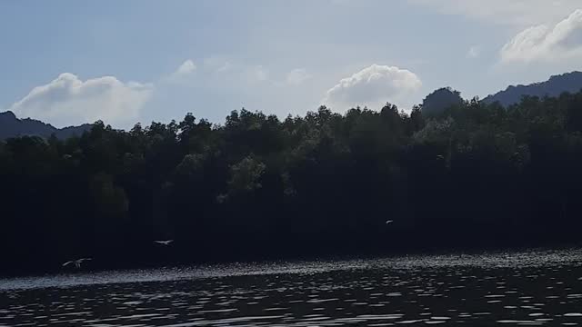 Eagle Feeding at Langkawi Malaysia