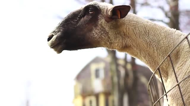 Funny goat video