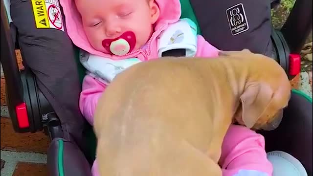 Doggies are babies best friends