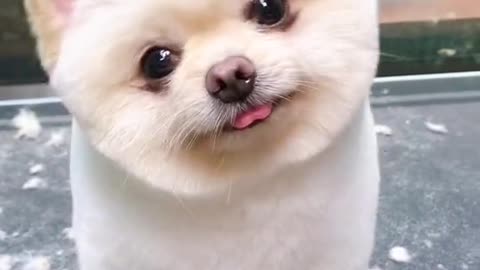 cute doggy