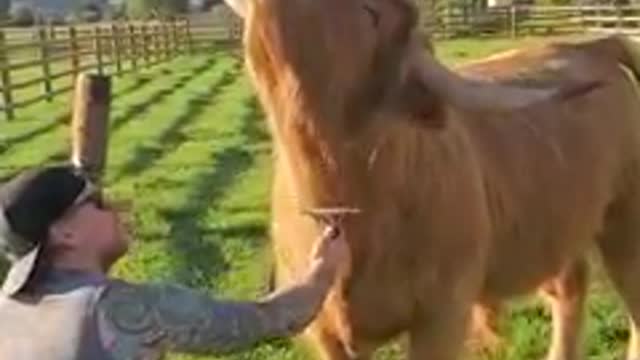Fluffy cow loves getting his hair brushed by dad 🐮🥰