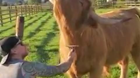 Fluffy cow loves getting his hair brushed by dad 🐮🥰