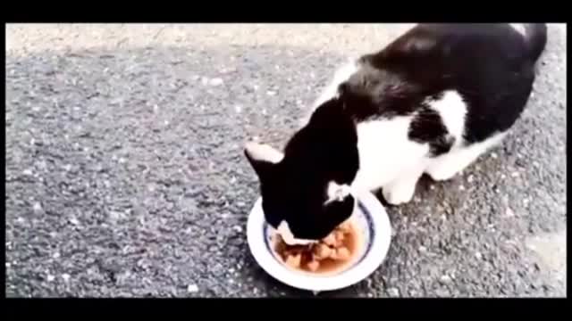 Cats 🐱🐱🐱🐱 chat