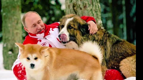 7 dogs of Vladimir Putin