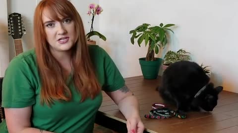 Training Tips~Collars and IDs for Cats~