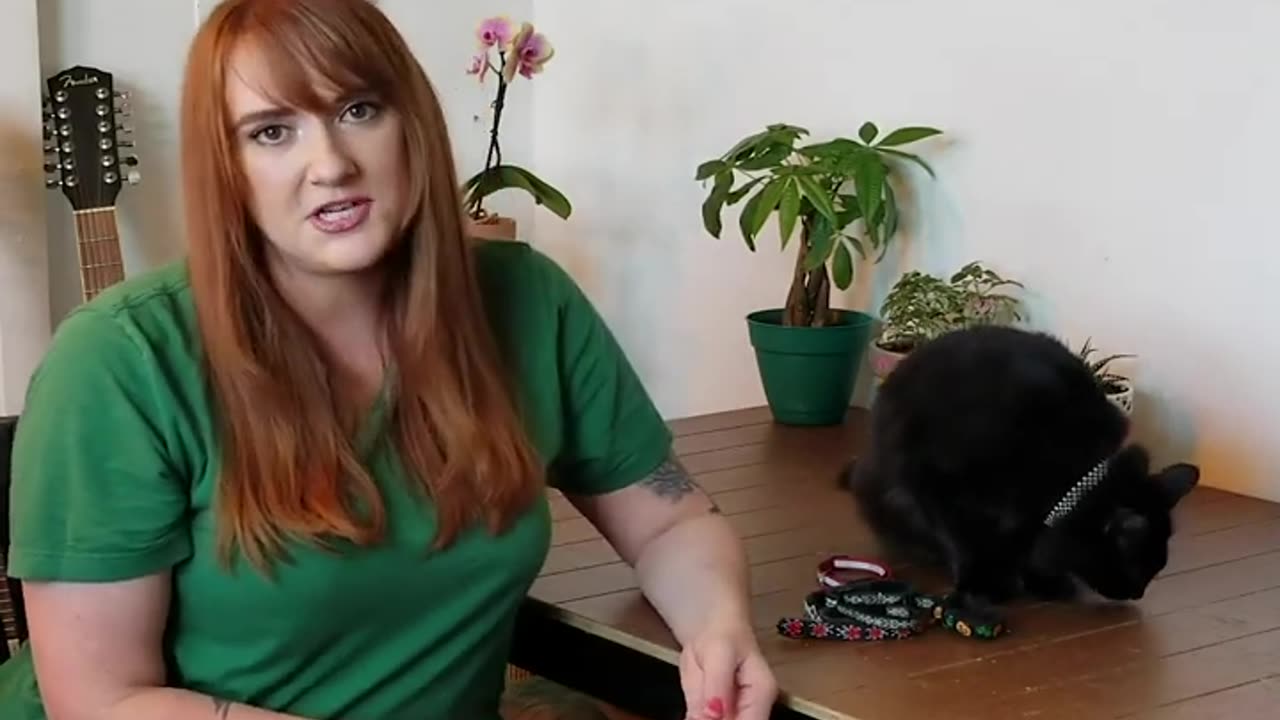 Training Tips~Collars and IDs for Cats~