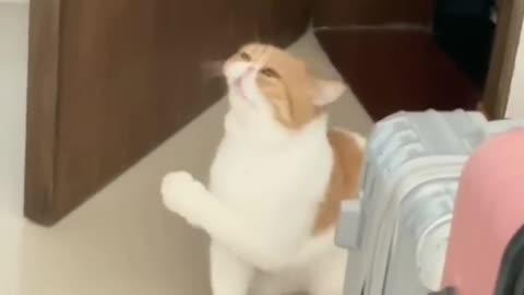 Best Funny Crazy Cats Fail Viral Clips