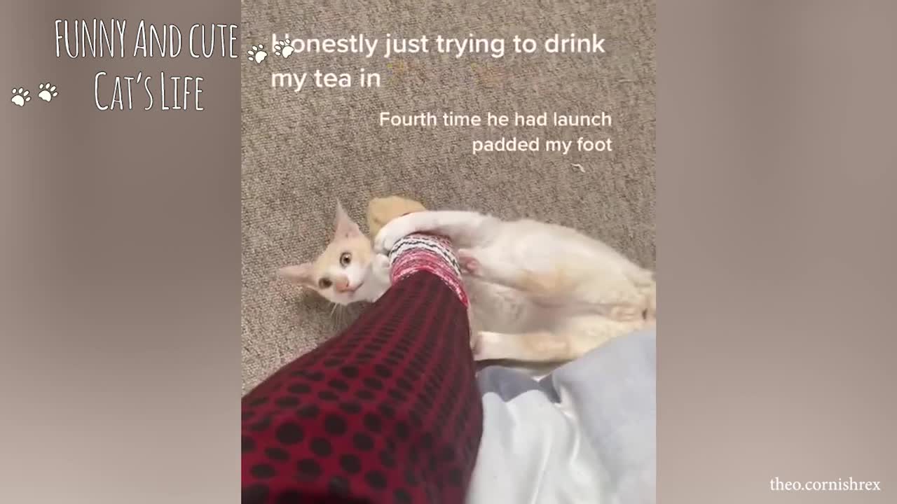 Selection of moments that prove Cat is BOSS of the house - Funny Cats Video