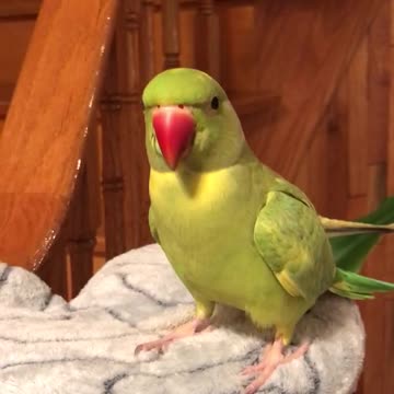 Intelligent parrot flawlessly answers his owner's questions