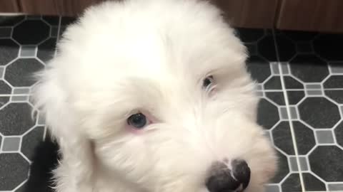 Doosik with curious (English Sheepdog) 2nd video