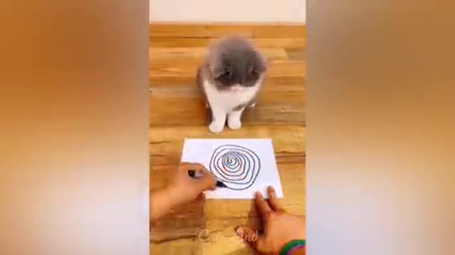 Beat funny cats video