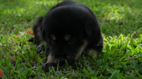 Cute Puppy Sleeping On A Grass Field In The Park