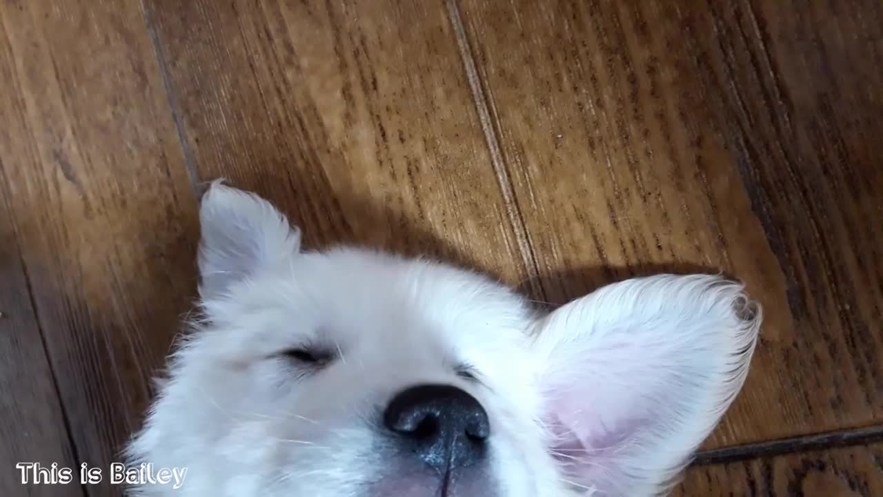 My Cute Golden Retriever Puppy Sleeping