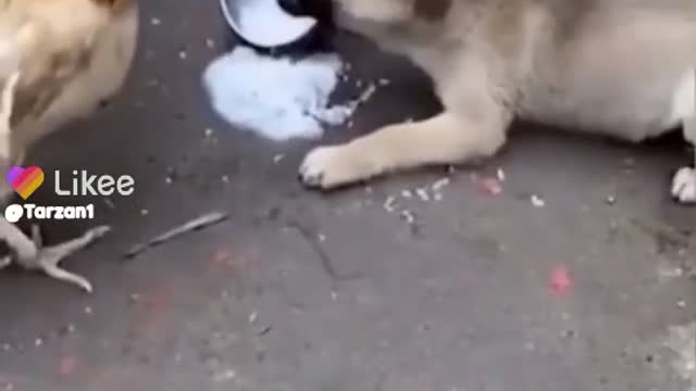 Dog hen funny fighting video