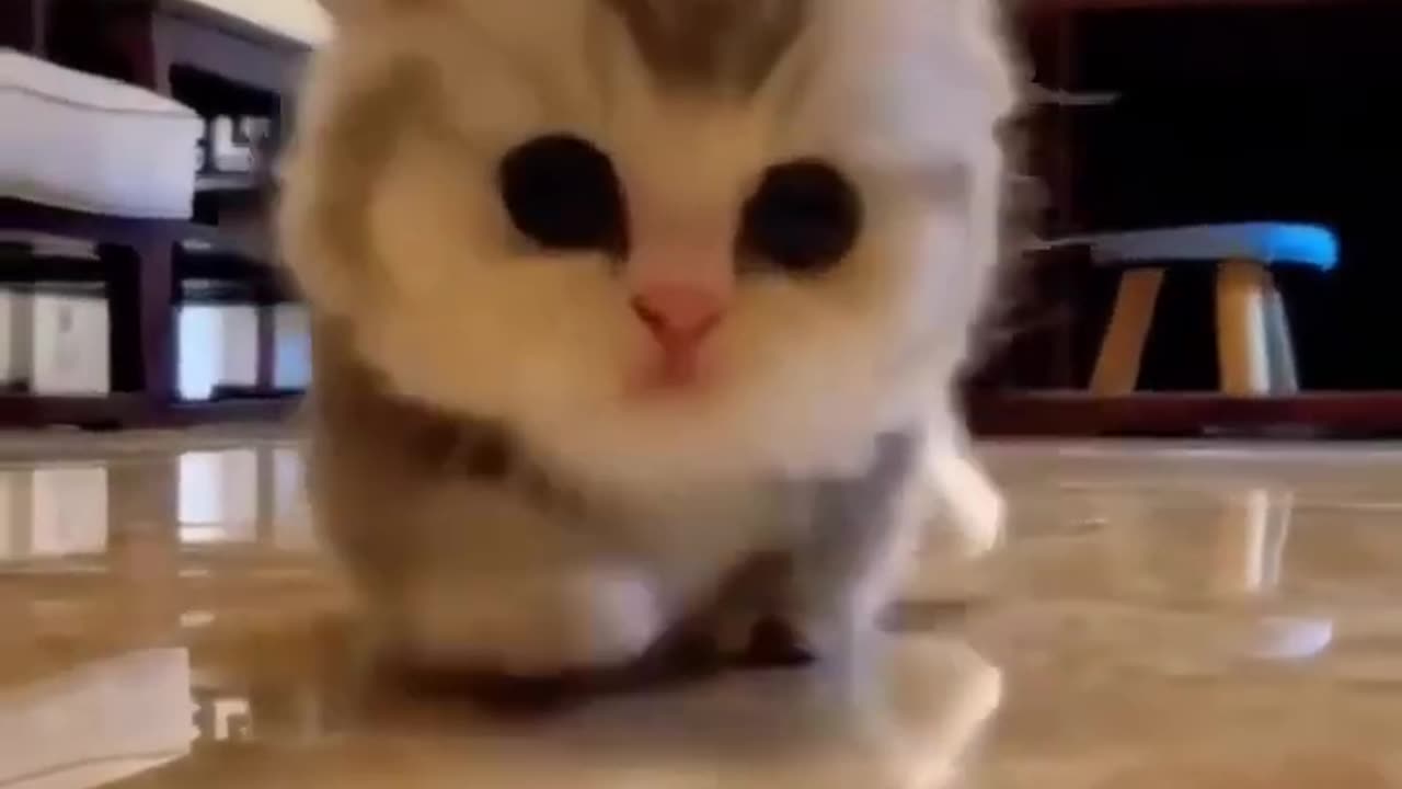 CUTE BABY CAT 😻