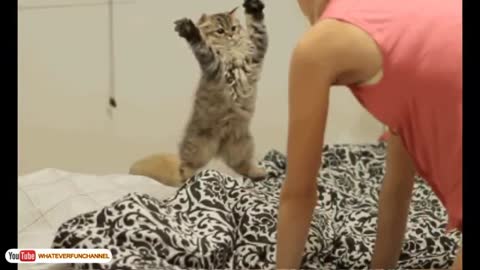 Cat funny movements