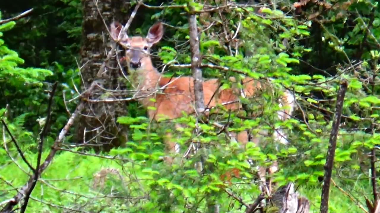 White-tailed deer